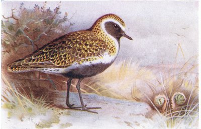 Golden Plover, from Birds of the British Isles and Their Eggs published by Frederick Warne & Co Ltd, 1958 by Archibald Thorburn